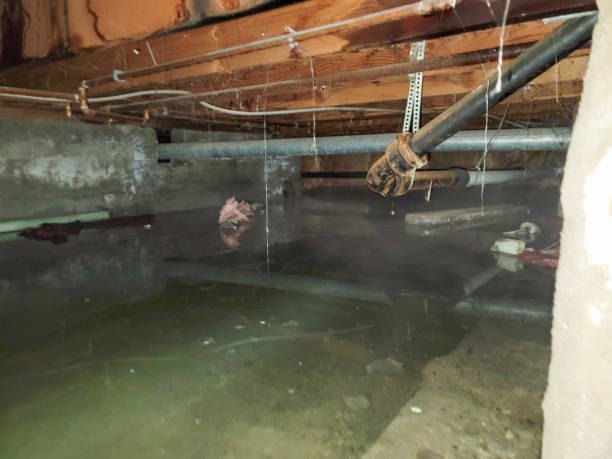 Best Water damage mitigation services  in USA